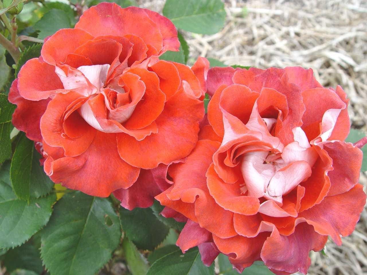 Роза Victorian Pink