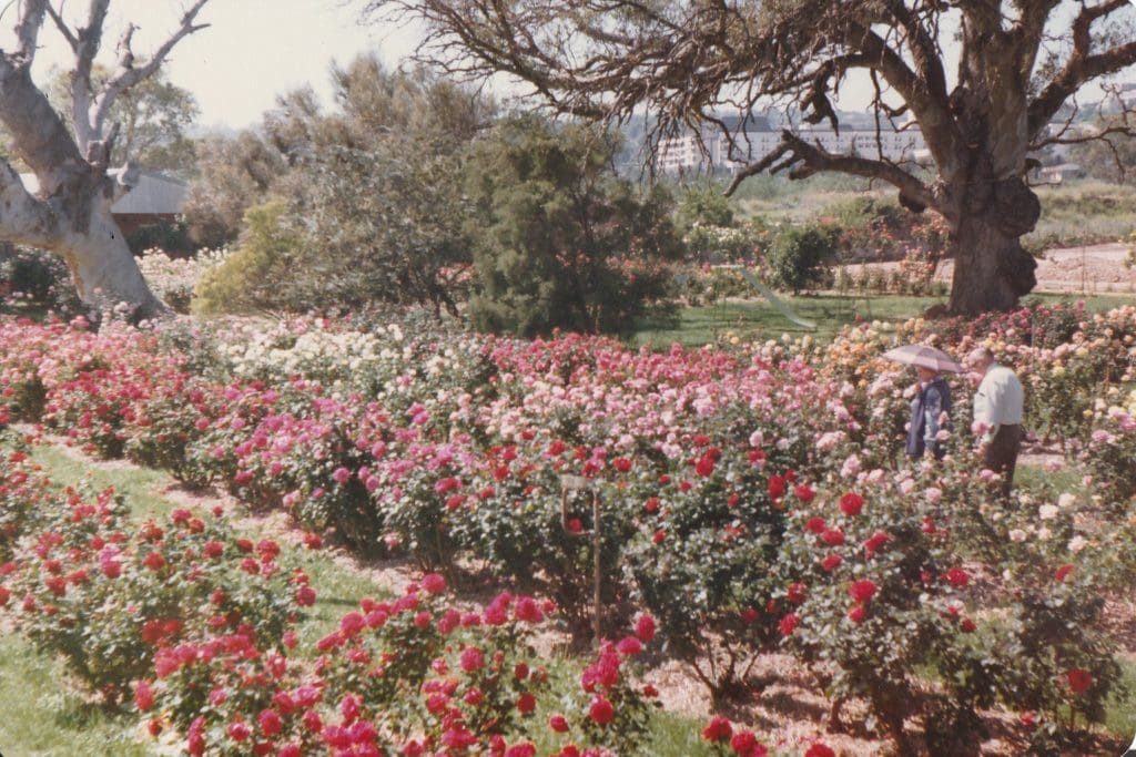 About Us | Ross Roses