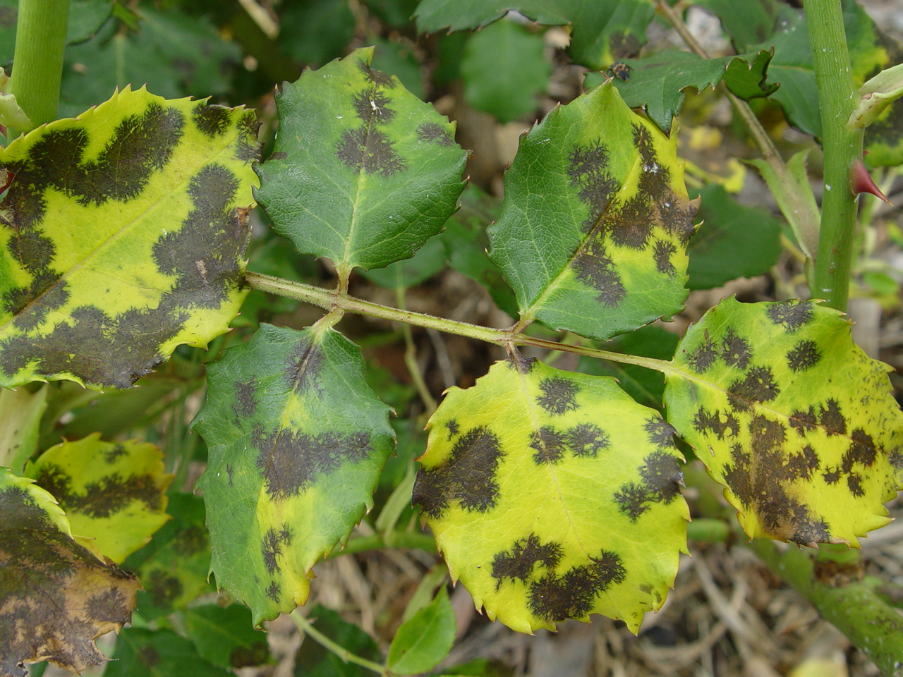 Salt burn on leaf edges: causes and solutions