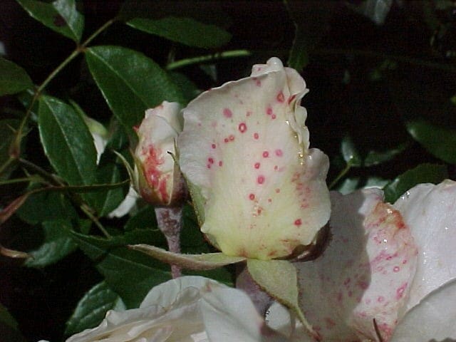 The Great Rose Petal Debacle