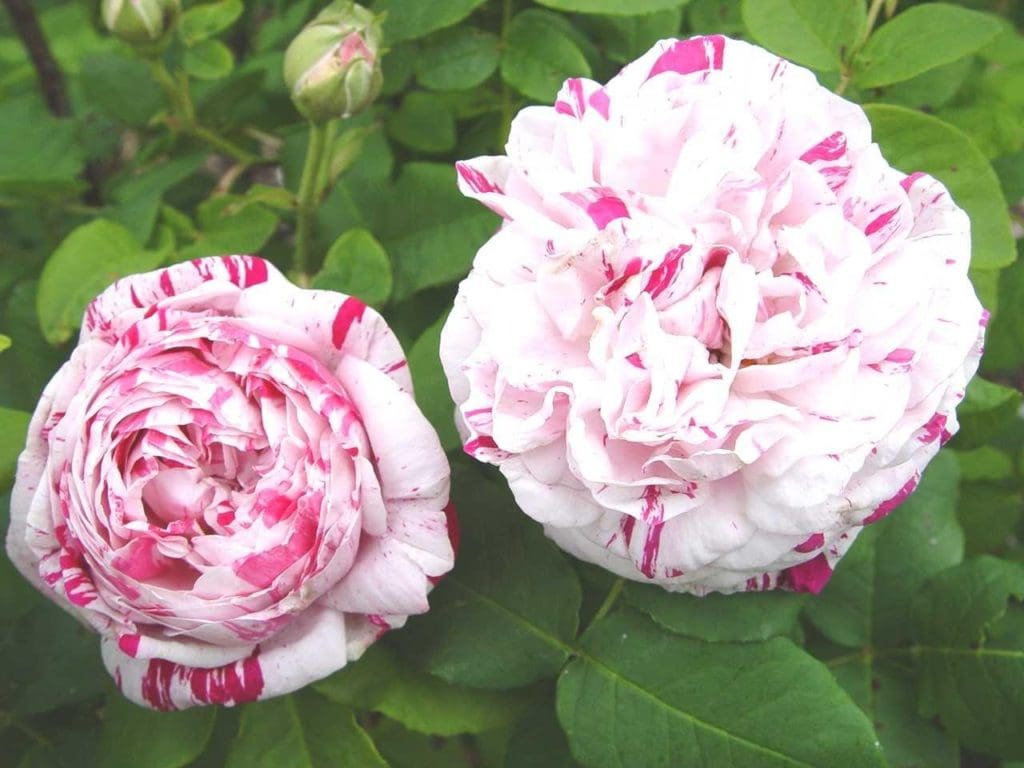 VARIEGATA DI BOLOGNA | Ross Roses