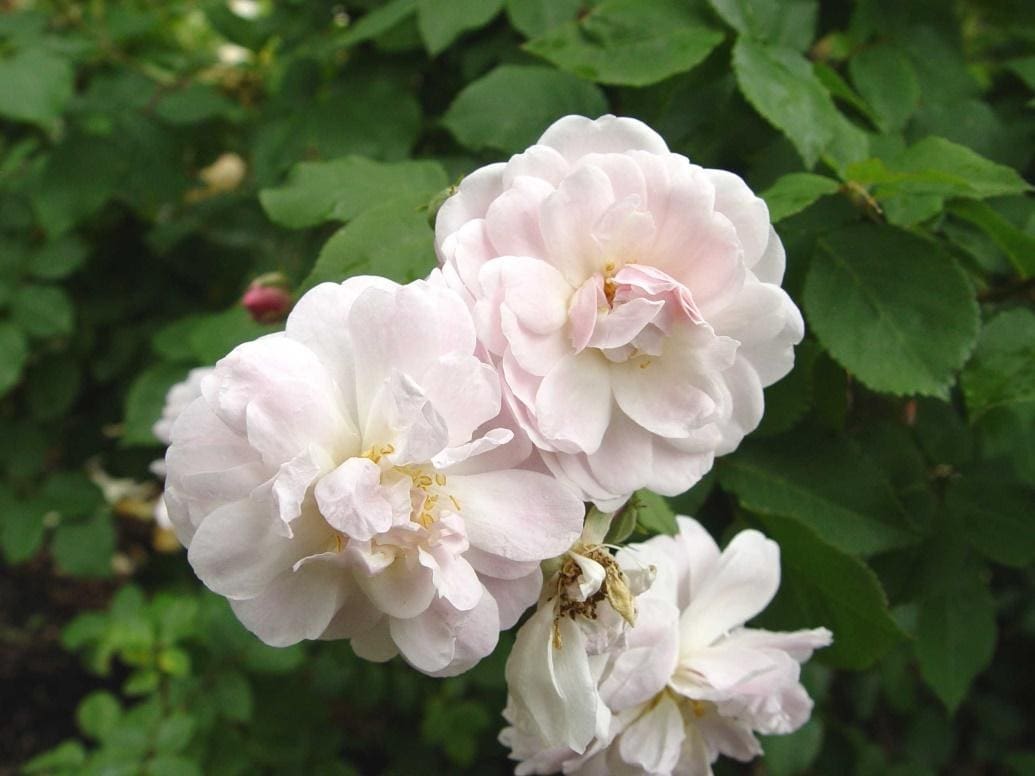 CHAMPNEY’S PINK CLUSTER | Ross Roses