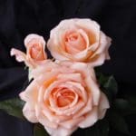 MELBOURNE TOWN | Ross Roses