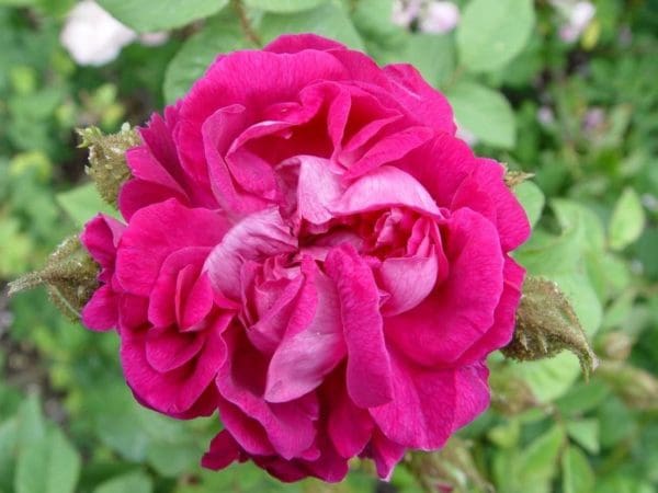 JAPONICA | Ross Roses