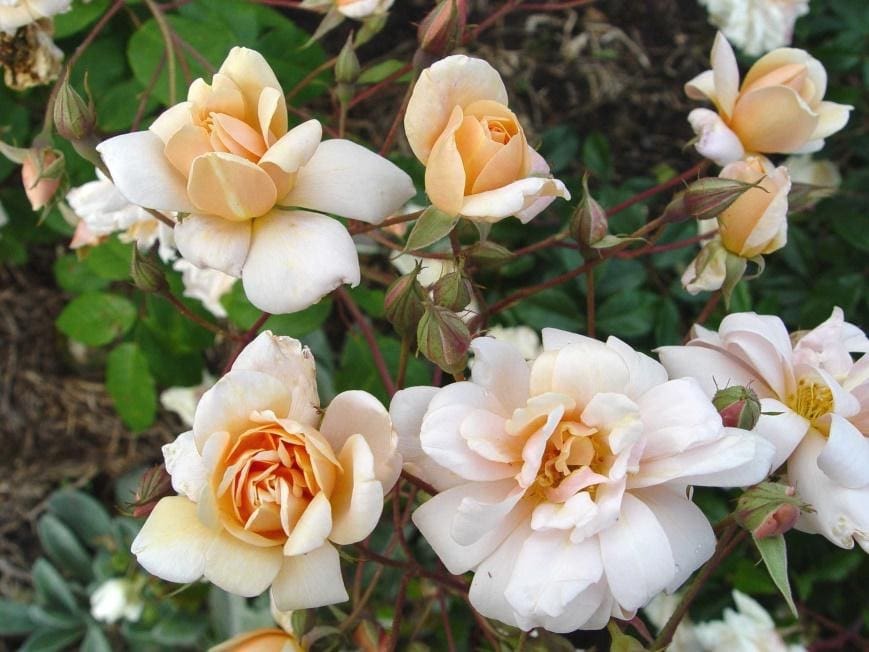 CLB PERLE D’OR | Ross Roses